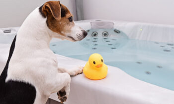 Can Dogs Go in a Hot Tub? & Preventive Measures