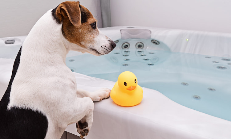 are hot tubs safe for dogs