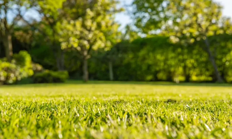 is hot tub water bad for grass