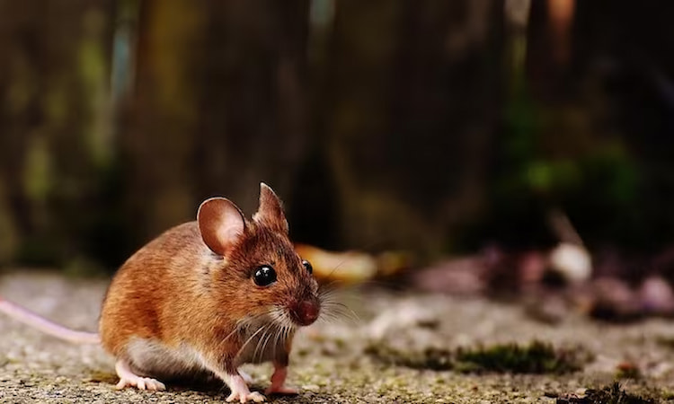 mice under hot tub