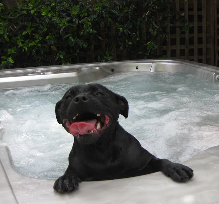 what to do if your dog jumped in the hot tub